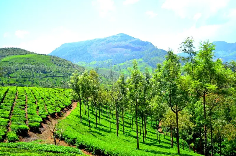 Munnar_hill_station_